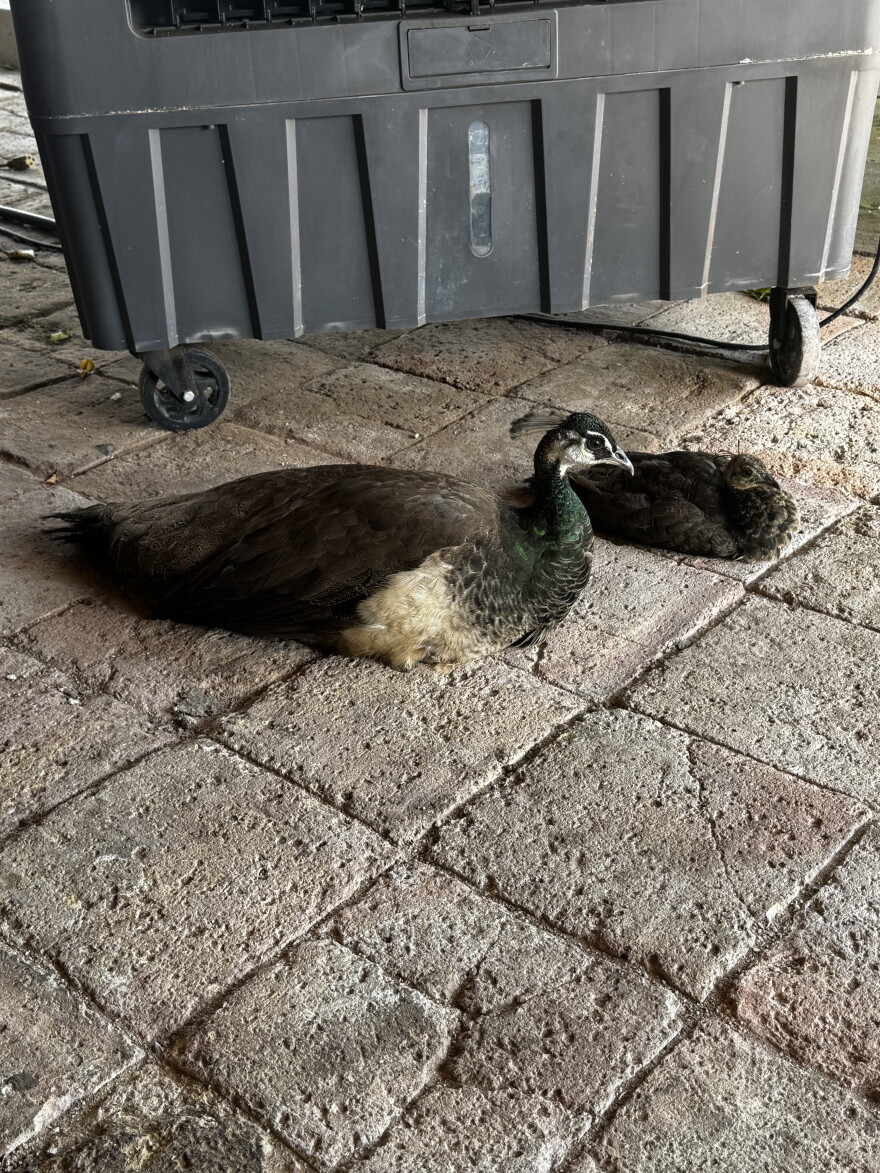 Two peacocks strutting by at the Lemon Grove.