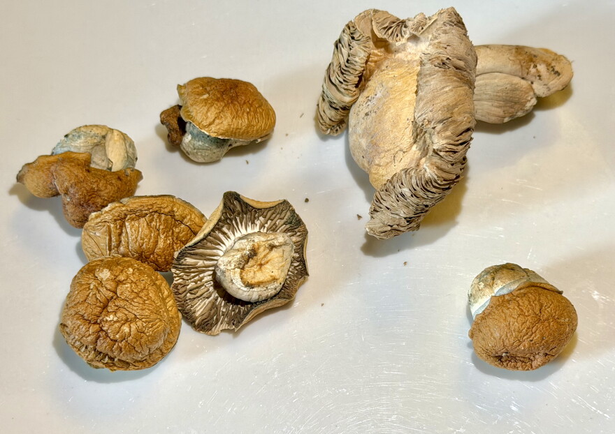 Psilocybin mushrooms 