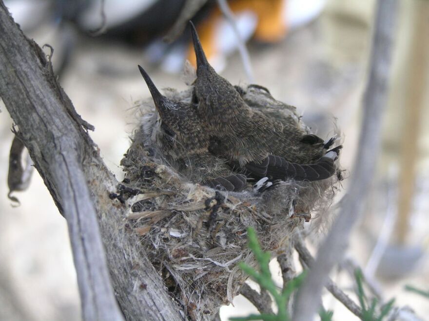Black-chinned hummingbirds are drawn to noisy sites near natural gas well compressors, possibly to avoid Western scrub jays, which prey on their eggs and chicks.