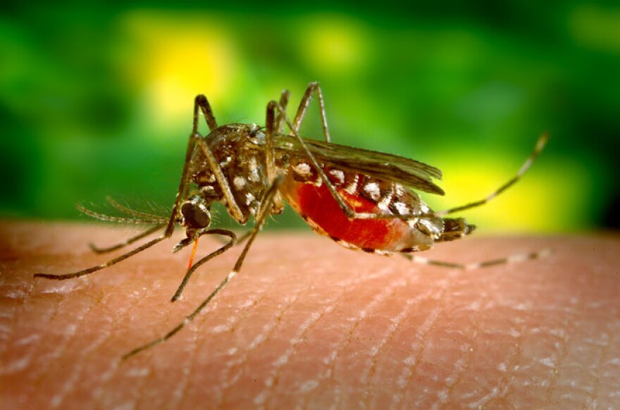 The Aedes aegypti mosquito.