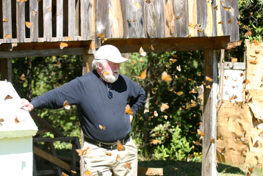 Chip Taylor, the founder of Monarch Watch, is surrounded by monarchs in Mexico.