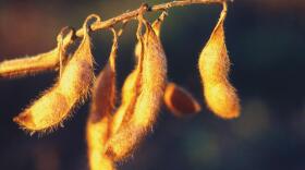  soybean pods hang from a branch.