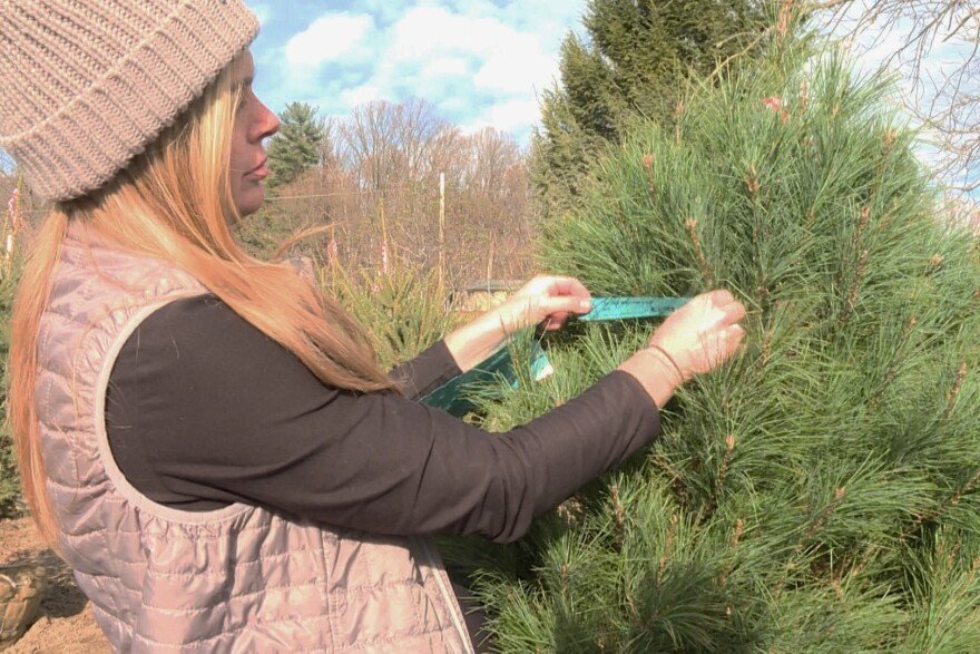 Erin Bishay puts a tag on a white pine tree at Abell Nursery and Landscape in Bloomington. White pine trees can be used as living Christmas trees and are native to Indiana. 