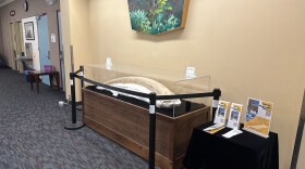 The Columbian Mammoth tusk excavated from 9th Street is now on display at the Corvallis-Benton County Public Library, Aug. 7, 2026.