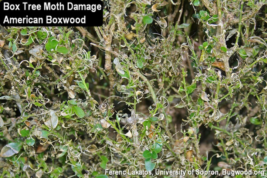 A boxwood shrub with damage from the box tree moth.