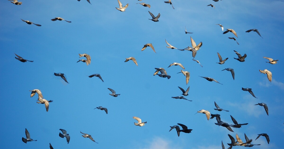 Do birds hear tsunamis and hurricanes?