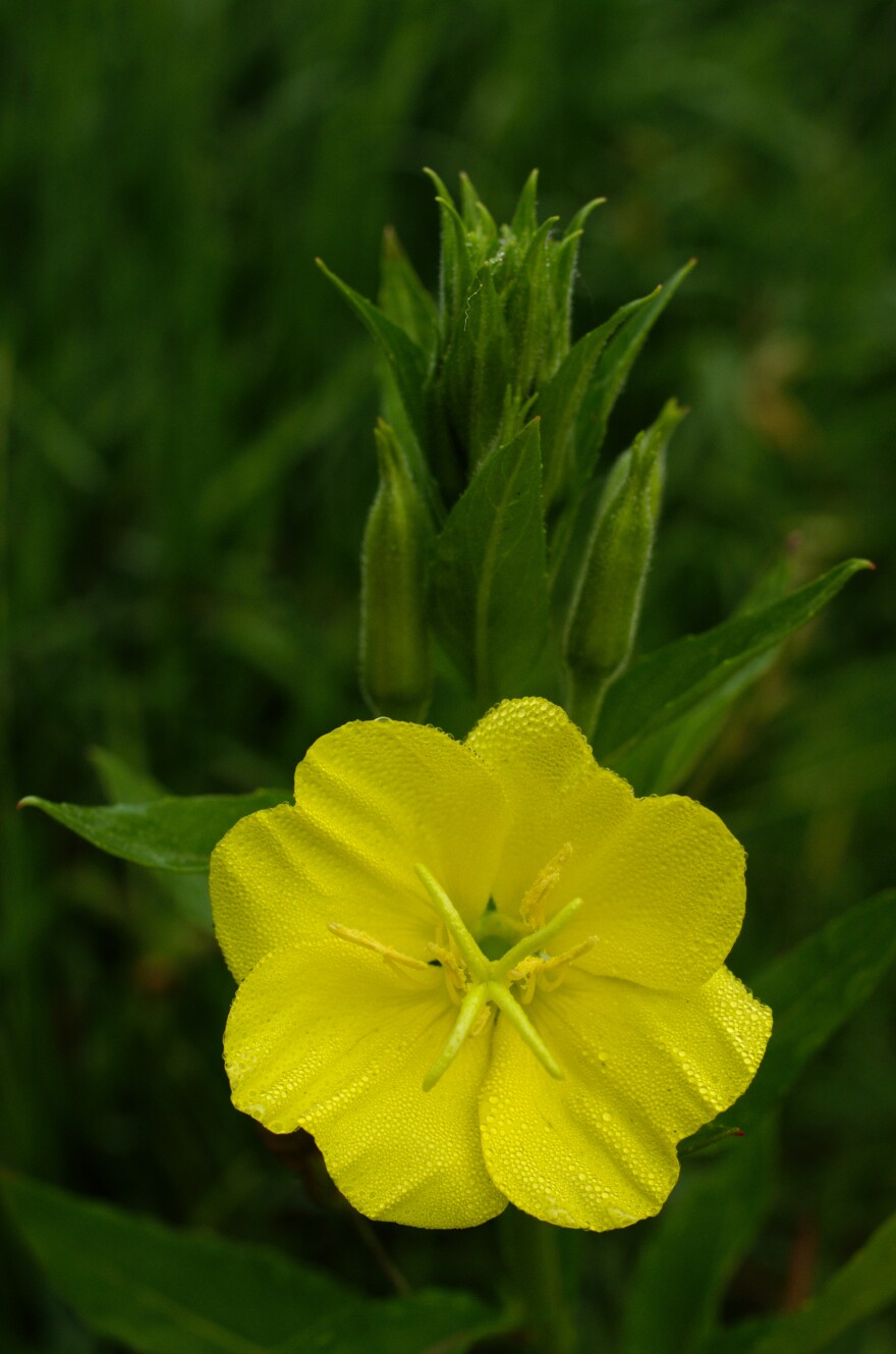 A close-up shot of a yellow tufted evening primrose flower on a blurred background