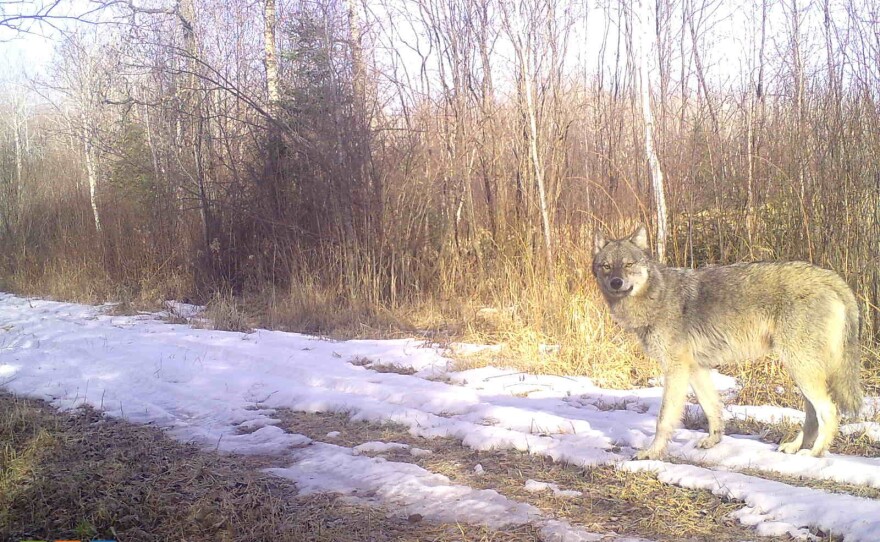 A wolf in Lincoln County
