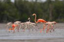 A flock of flamingos photographed in Lake Ingram in 2012. the sighting helped launch a study that eventually concluded flamingos are native to Florida and should have protected status.