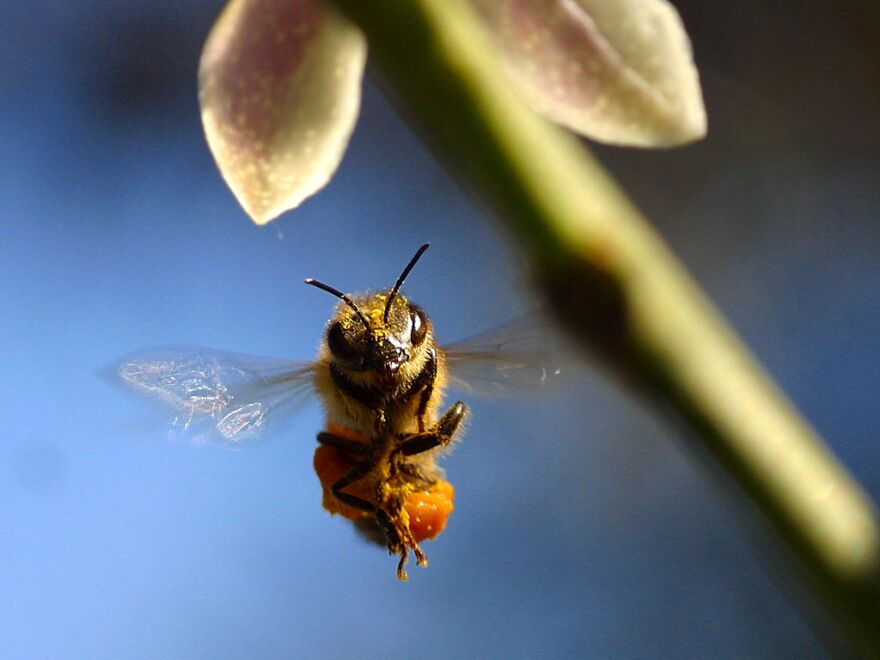 Bee_wings_full_size.jpg