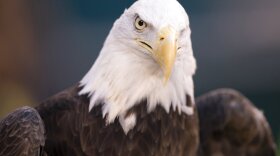 FILE - This Jan. 5, 2020, photo shows a bald eagle in Philadelphia. NextEra Energy subsidiary ESI Energy was sentenced to probation and ordered to pay more than $8 million in fines and restitution after at least 150 eagles were killed over the past decade at its wind farms in eight states. (AP Photo/Chris Szagola, File)