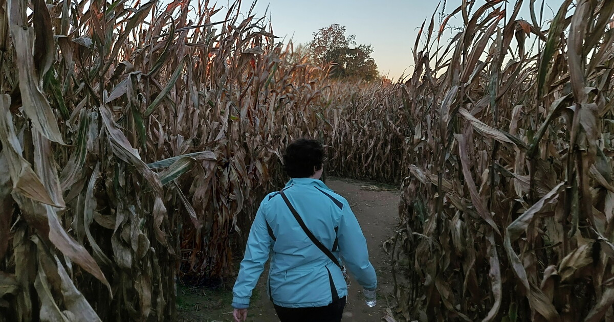 Corn maze grows from Nixon Farms’ lifeline into local fall tradition