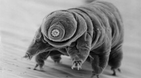 Tardigrade, or water bear, Great Smokies National Park