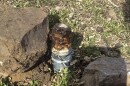 This photo shows an M-44 cyanide device in Pocatello, Idaho.