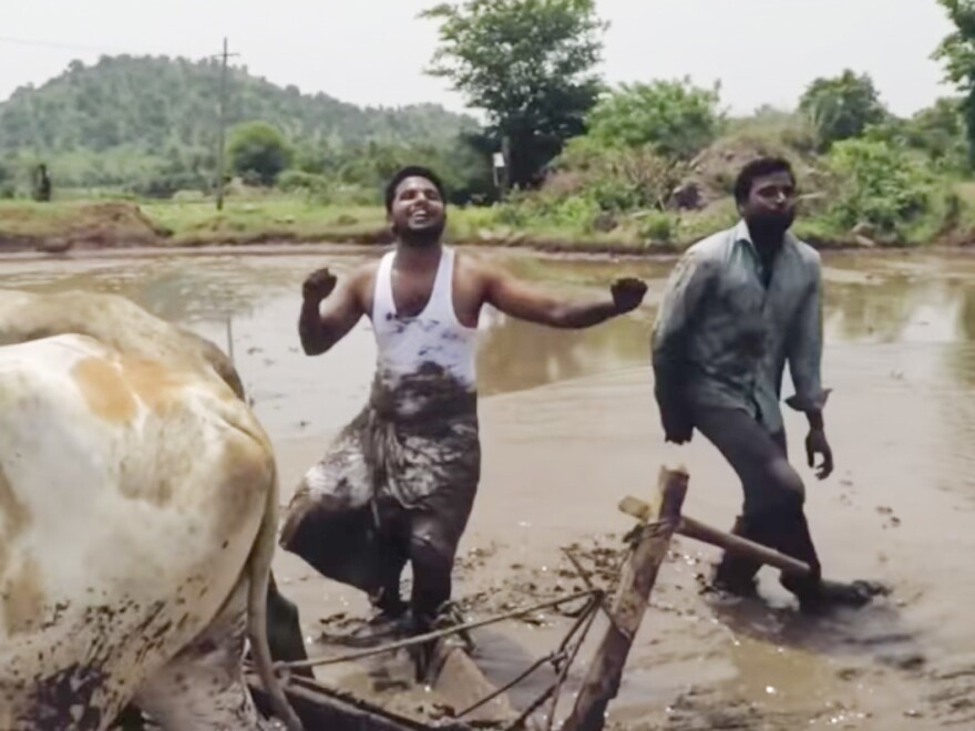 Farmers do their version of the Kiki Challenge, dancing to Drake's song "In My Feelings." In the mud. With oxen.