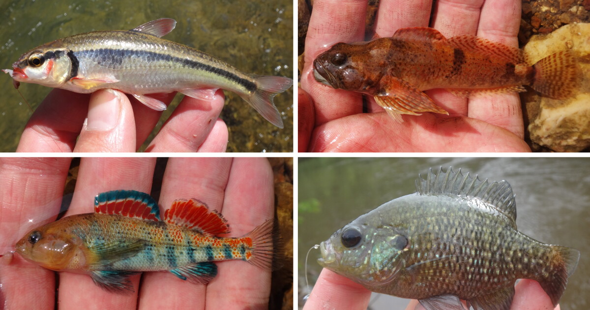Small Fishies Little Fish Tales: Micro Fishers Focus On The Species, Not Size | Boise ...