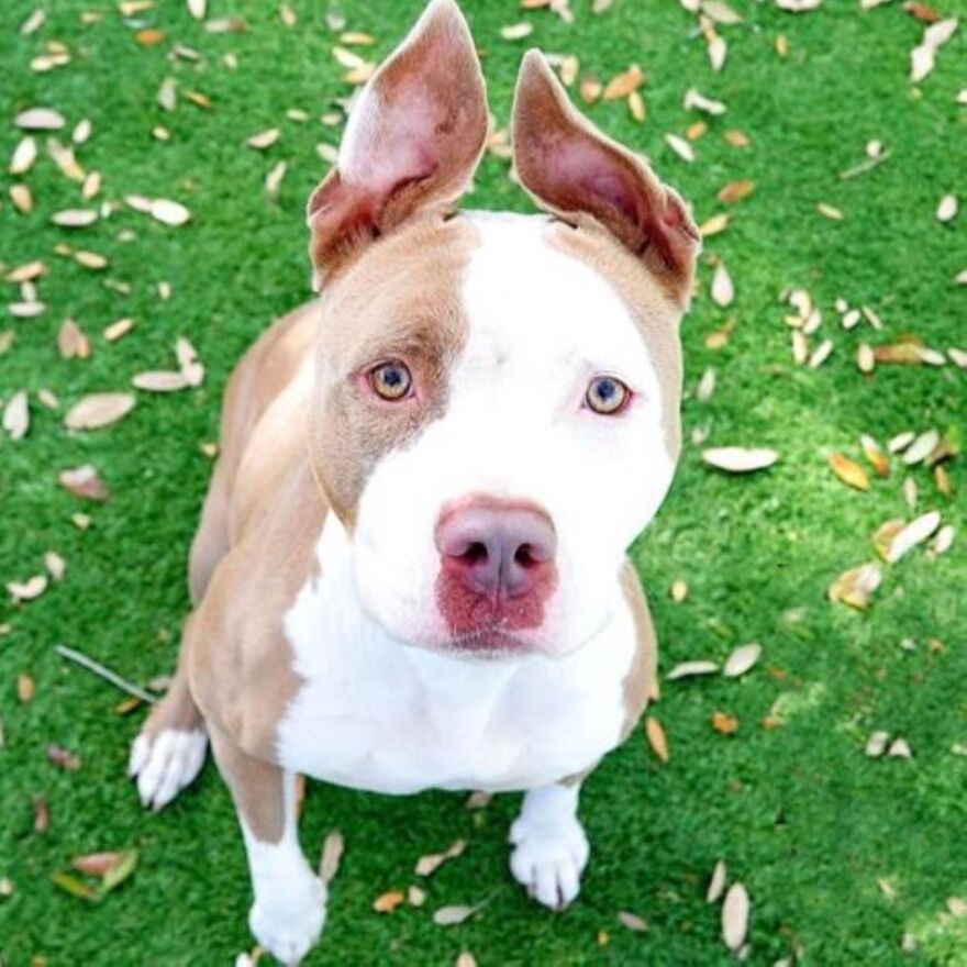 Pit bull looking into the camera