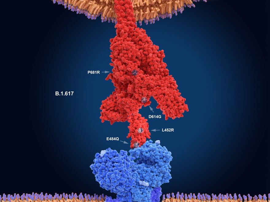 The numerals in this illustration show the main mutation sites of the delta variant of the coronavirus, which is likely the most contagious version. Here, the virus's spike protein (red) binds to a receptor on a human cell (blue). New research sheds light on what makes this variant so transmissible.