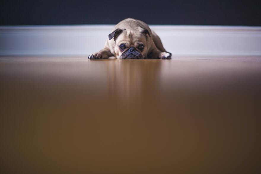 A pug lays on the floor, looking balefully at the camera.