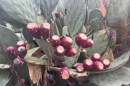 An Eastern Prickly Pear Cactus full of fruit, growing along a side street in Richmond's Manchester neighborhood.