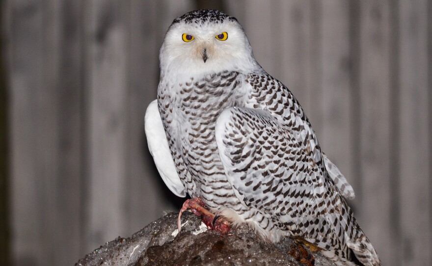 A snowy owl finishes a meal, perched on a snowbank in the parking lot of Vango's Restaurant in downtown Marquette. 