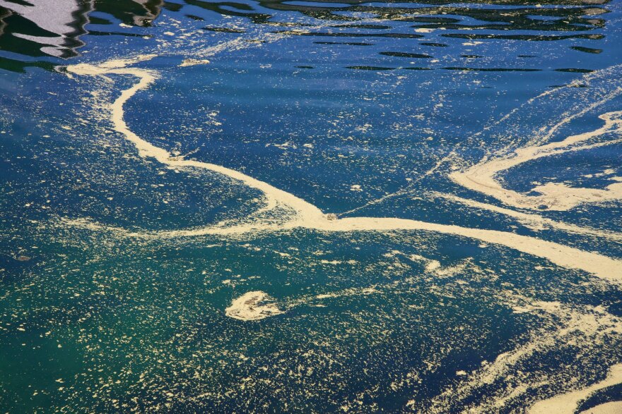 Pollen floats in water