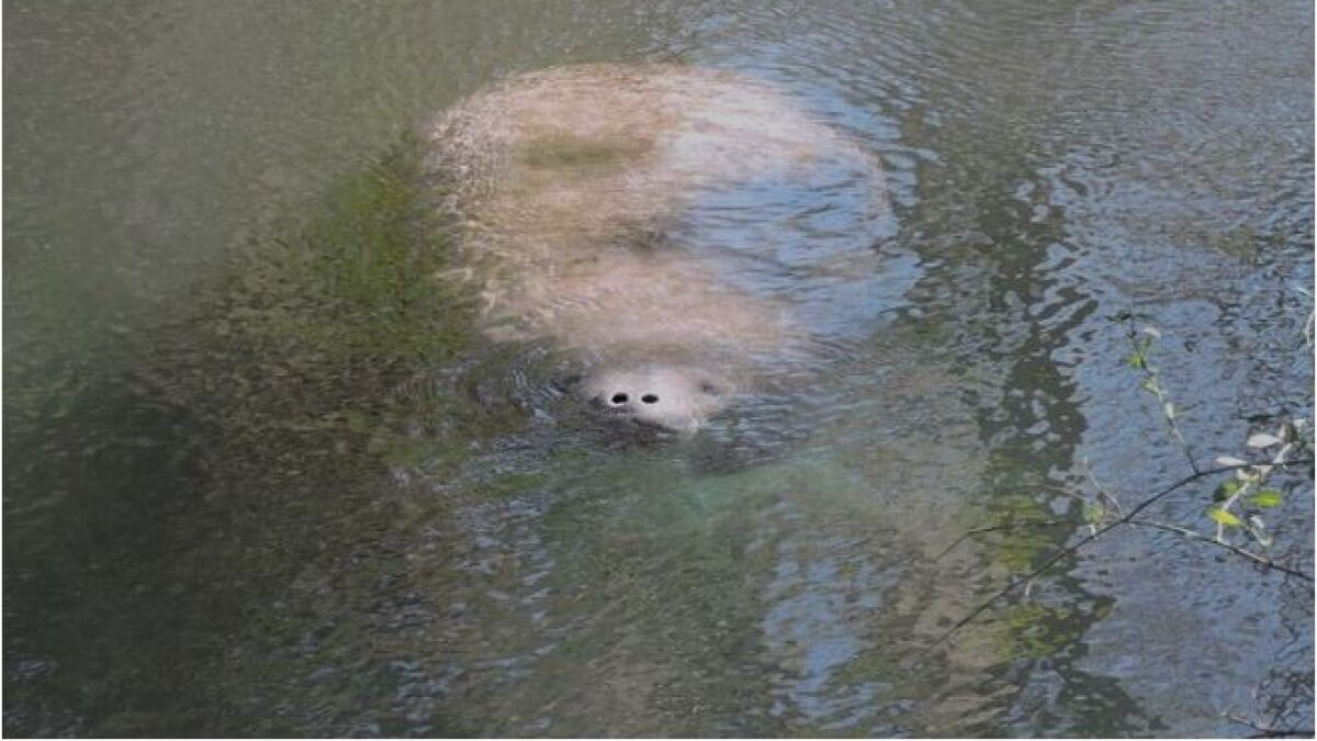 Manatees on the move; boaters asked to slow down and watch out for the sea cows - Vimarsana News