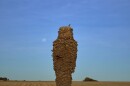 A bird perches on the trunk of a dead palm tress