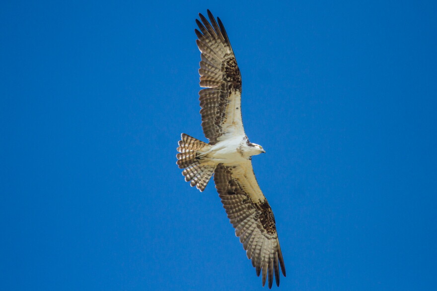An osprey soars over Fort Zachary Taylor state park in Key West, site of Saturday's Hawk Mania event.
