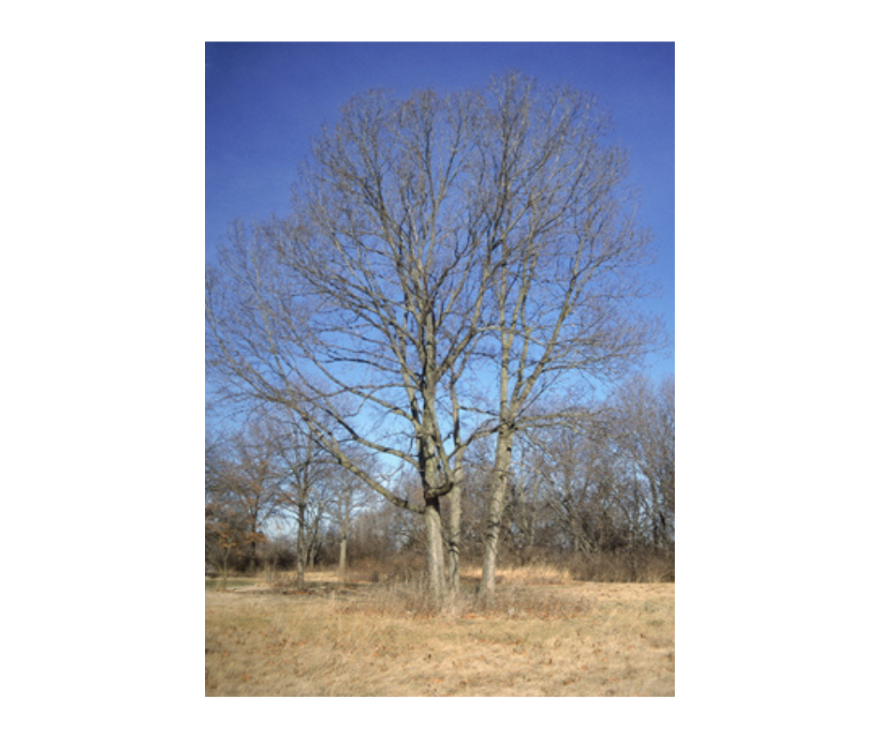 A bare hackleberry tree.