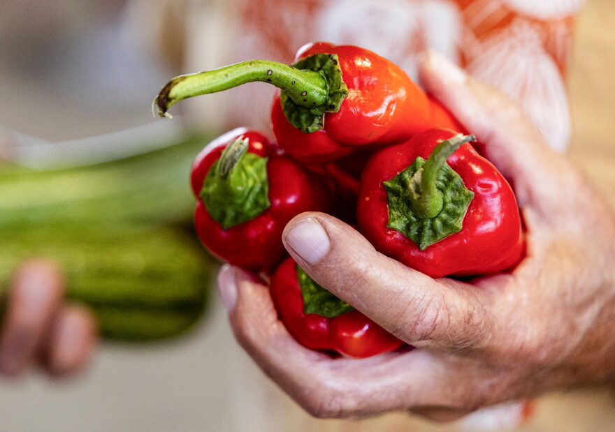 A close up of a hand holding four red peppers. 