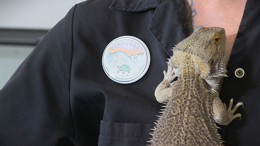 Simon the bearded dragon