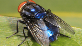 New World Screwworm larvae burrow into the flesh, posing a health threat to livestock, pets and people