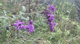 Vernonia gigantea (tall ironweed) in Ypsilanti Township's Highland fen.