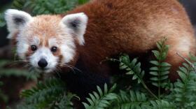 "Rusty the Panda" spent part of Monday on the loose in D.C. He was spotted by residents in a neighborhood next to the National Zoo's grounds.