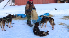 a musher puts out straw for their dogs