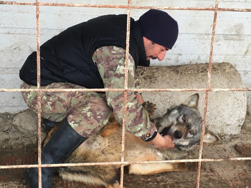 Hysni Rexha, 51, is a farmer in western Kosovo. He named his favorite wolf after Donald Trump.