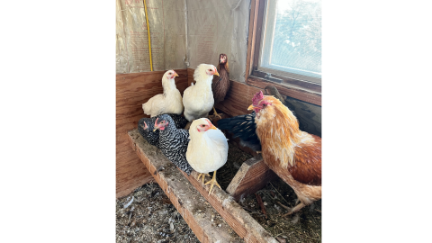 Highly Pathogenic Avian Influenza can be spread by wild birds to domestic poultry.