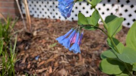 Mertensia virginica (Virginia bluebells) is a native spring ephemeral which means they flower early and drop all their leaves in early Spring.