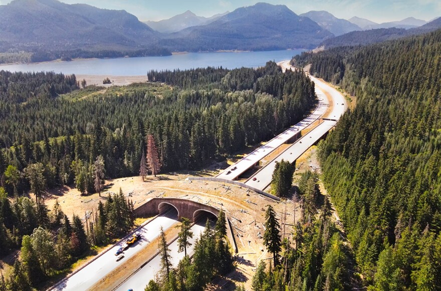 This landscaped overpass allows wildlife to safely cross newly widened Interstate 90 near Keechelus Lake in the Washington Cascades.