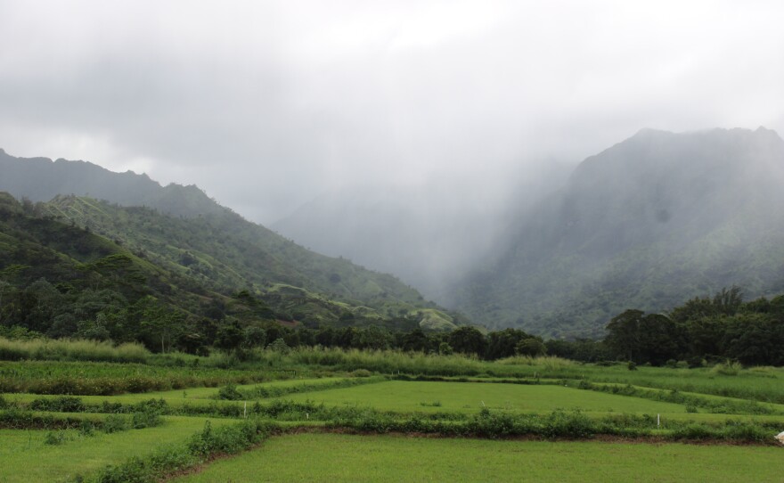 SBH Taro Farms' second farm, located in Lumahaʻi, Kauaʻi. (Nov. 21, 2025)