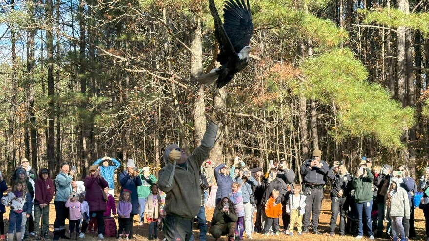 Ed Clark of the Wildlife Center of Virginia releases a bald eagle at Oak Grove Lake Park in Chesapeake Thursday, Dec. 7, 2023. (Photo by Katherine Hafner)