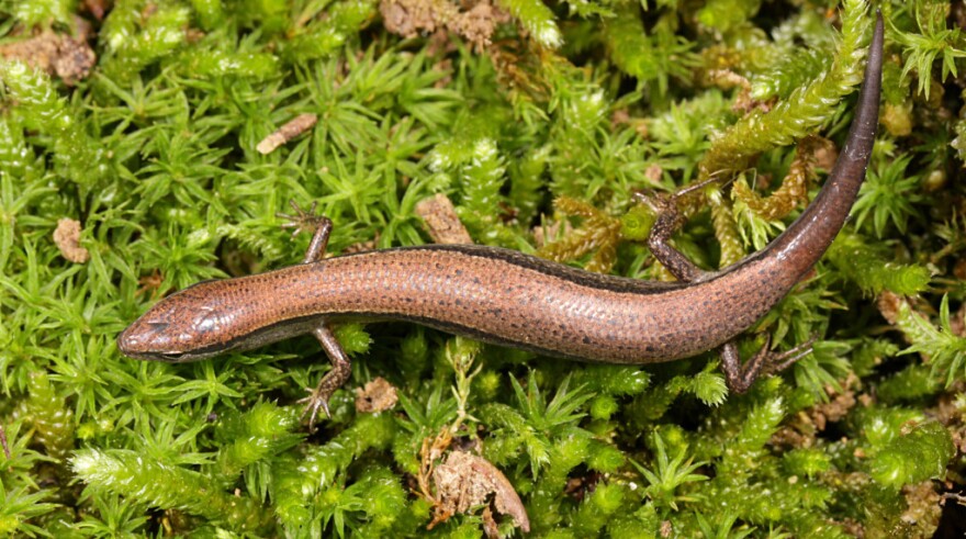 A ground skink.