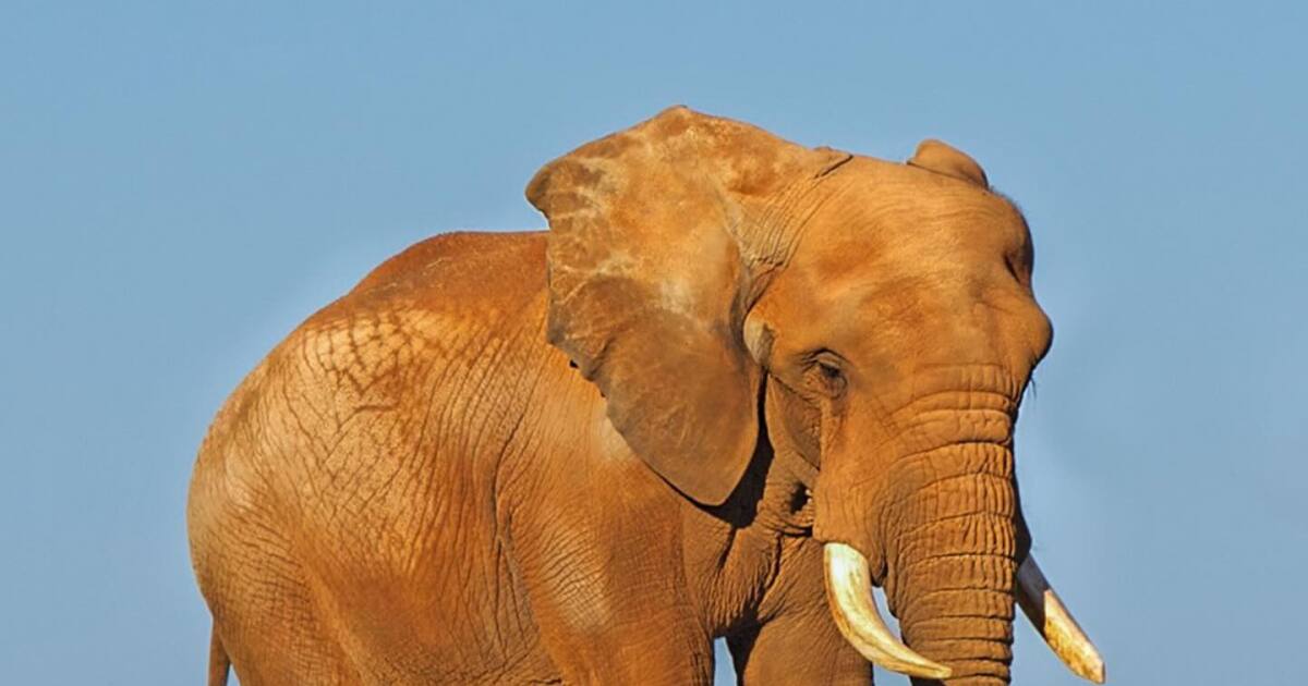 Oldest African bull elephant in the United States, beloved resident of the North Carolina Zoo, has died
