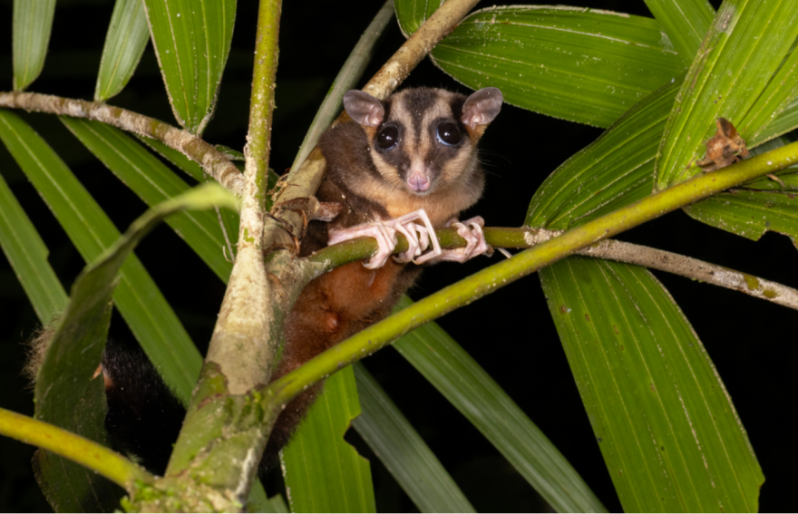 The pygmy long-tailed fingered possum, Dactylonax kambuayai, in the wild.