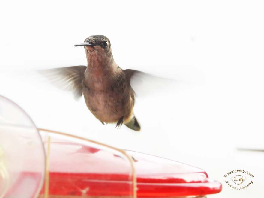 A female hummingbird approaches a feeder