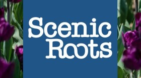 Scenic Roots - Weds 8/12/20
