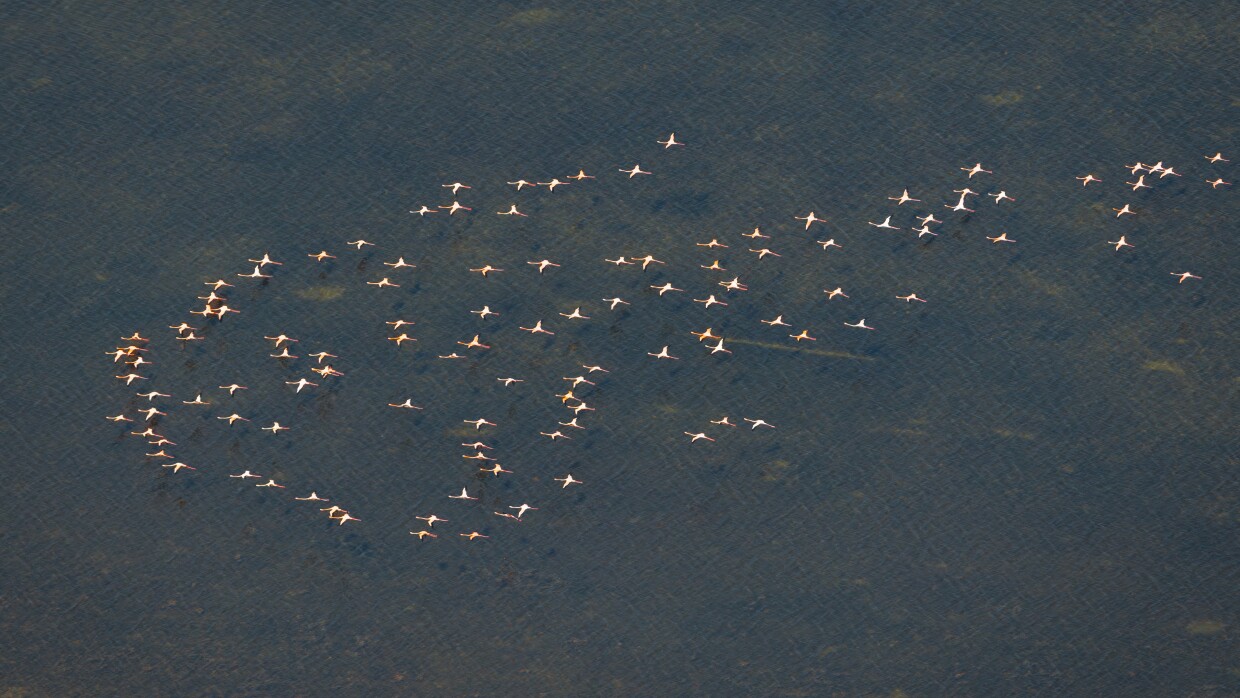 A flock of pink American flamingos flying over coastal Florida 