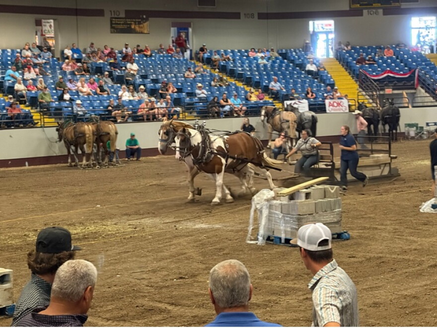 Ranae Poole competing in the draft horse pull at the Mathewson Exhibition Center.