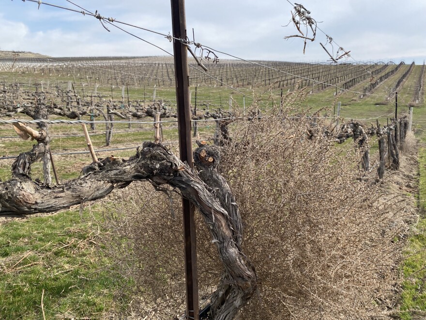 Wine grapevines nestled by a tumbleweed are pruned and ready for the season near the Columbia River in Washington state. (Courtesy: Andy Plymale)